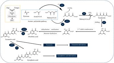Tridepsides as potential bioactives: a review on their chemistry and the global distribution of their lichenic and non-lichenic natural sources
